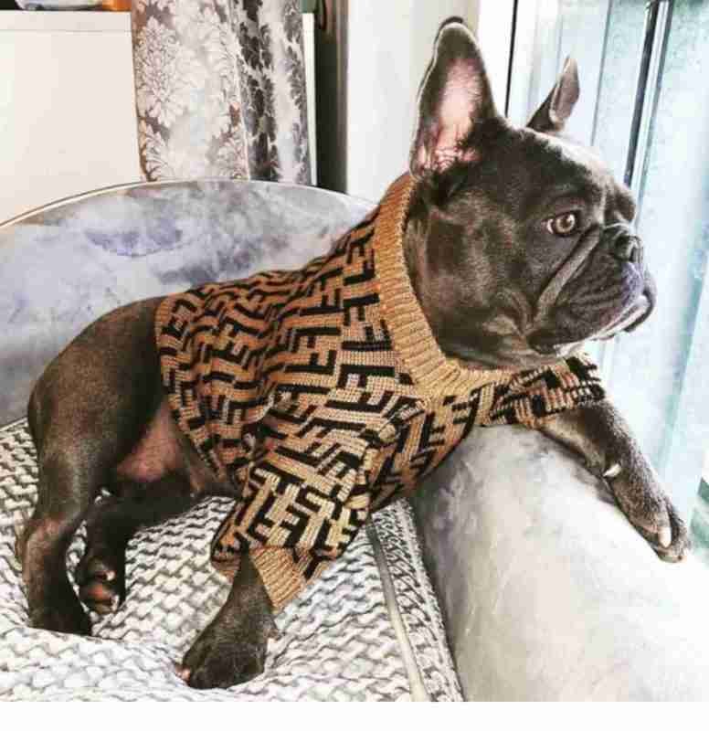 french bulldog wearing fendi sweater