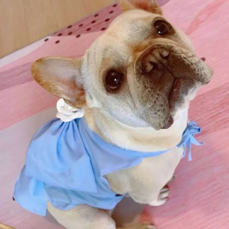 Light Blue Dress with Bow on Back for Dog