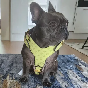 Louie Yellow Harness and Matching Leash: Where Elegance Meets Wag-tastic Walks!