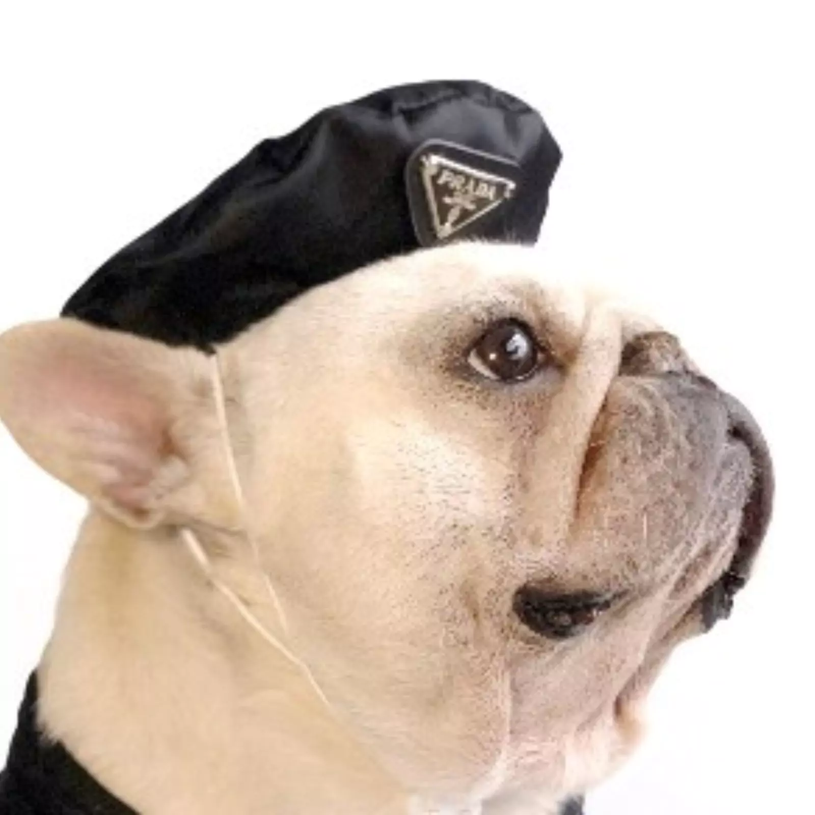 beret black for french bulldog