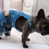 Louie Jean Overalls-The Perfect Fusion of Fashion and Function for French Bulldogs