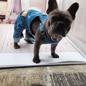 Designer Clothing for your Furry Friends