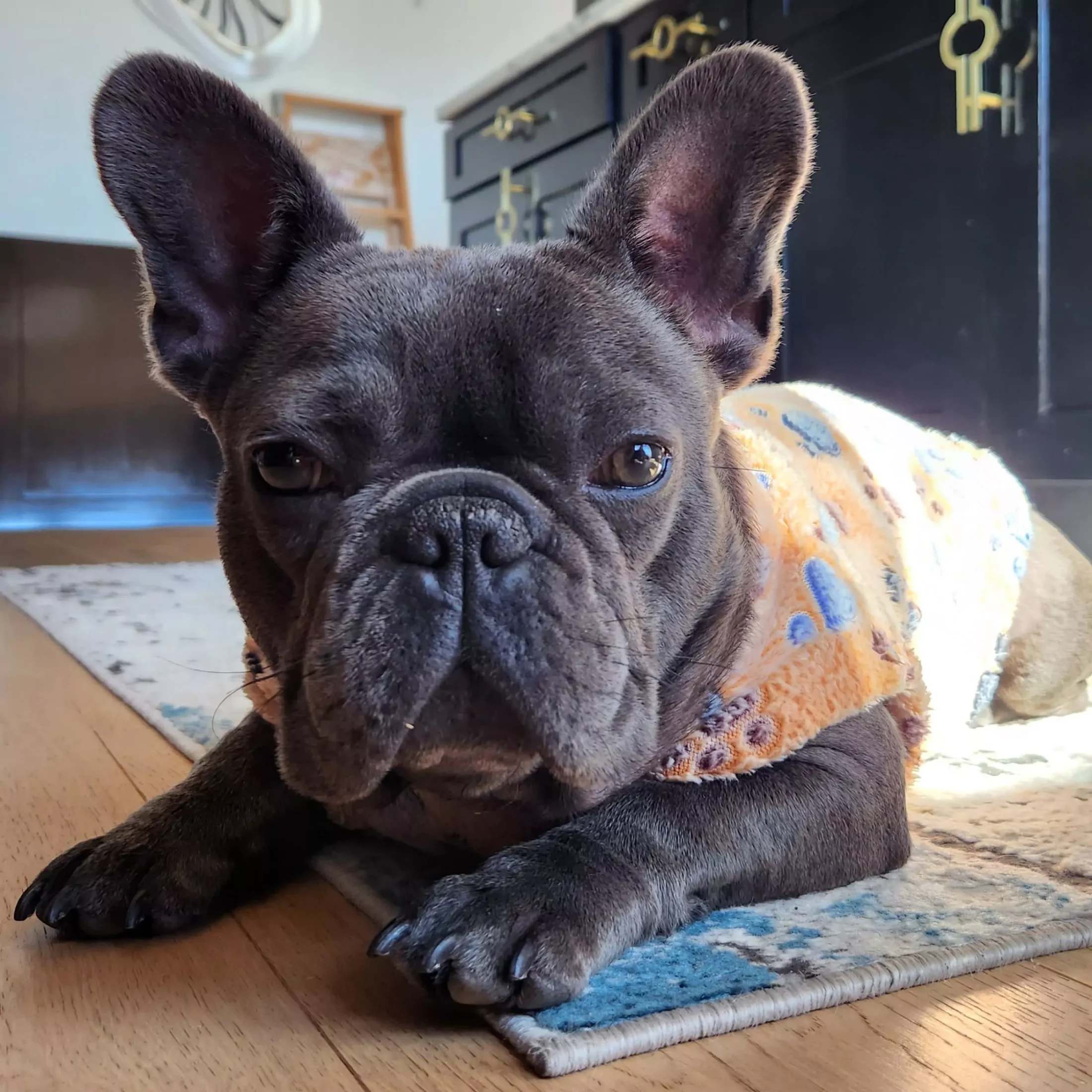 bleu french bulldog