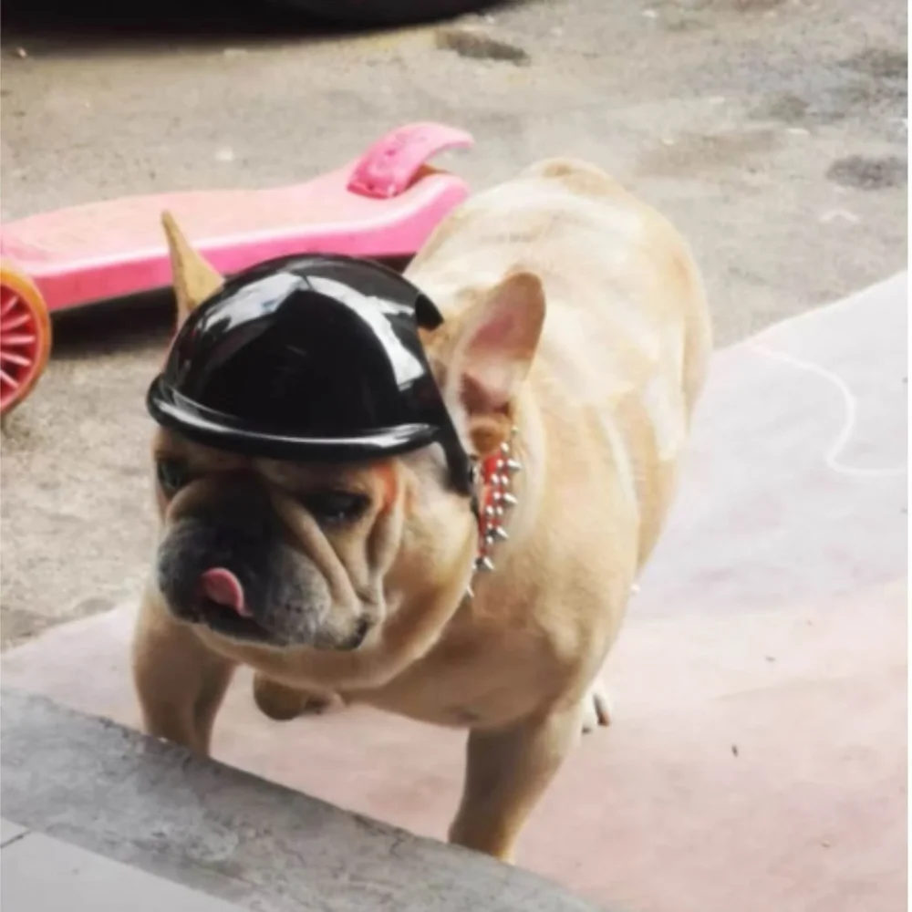 Russian Biker Helmet for Dogs1