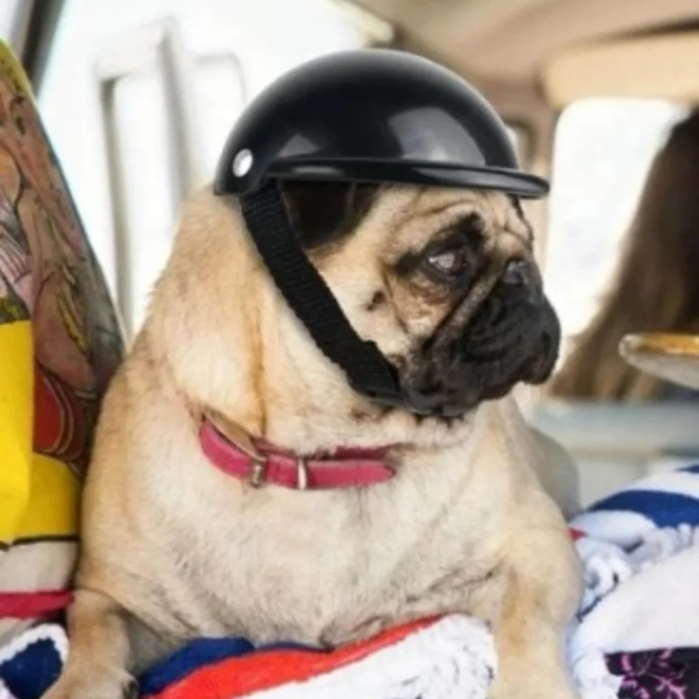 Russian Biker Helmet for Dogs8