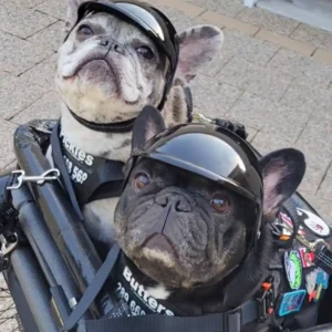 Russian Biker Helmet for Dogs