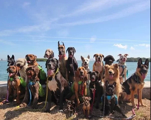 all breeds of dogs in the picture