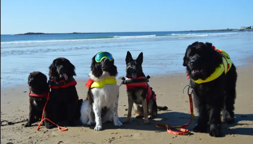 dogs on the beach