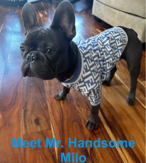 Chic Fendi-Inspired Sweater for Dogs